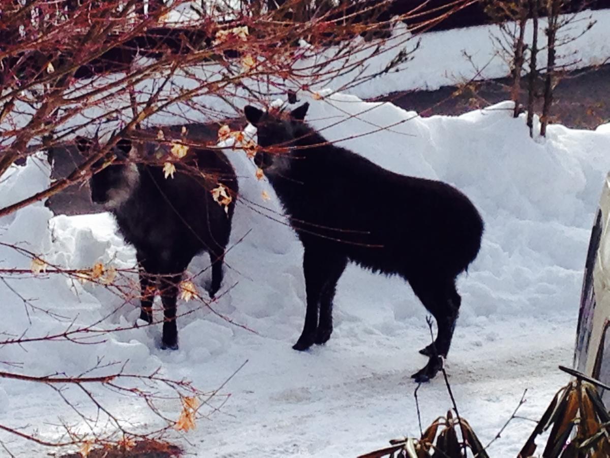 Hotel Andermatt Nagawa ภายนอก รูปภาพ